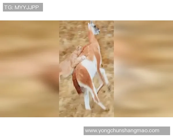 美洲狮与天鹅的奇妙对决：自然界中的力量与优雅之争